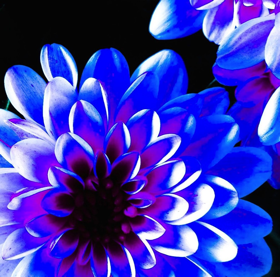 BLUE FLOWER: Fotografie